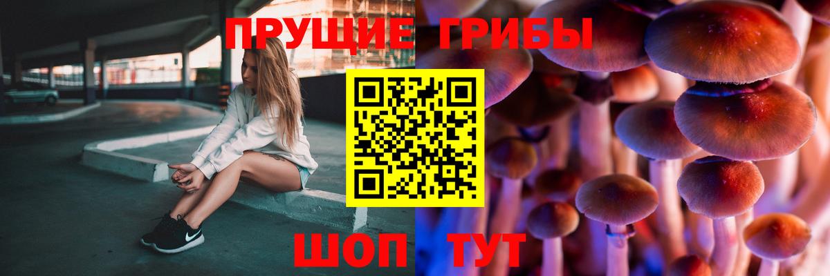 купить наркотик  Вход с VPN  Северск  Псилоцибиновые грибы Psilocybe 